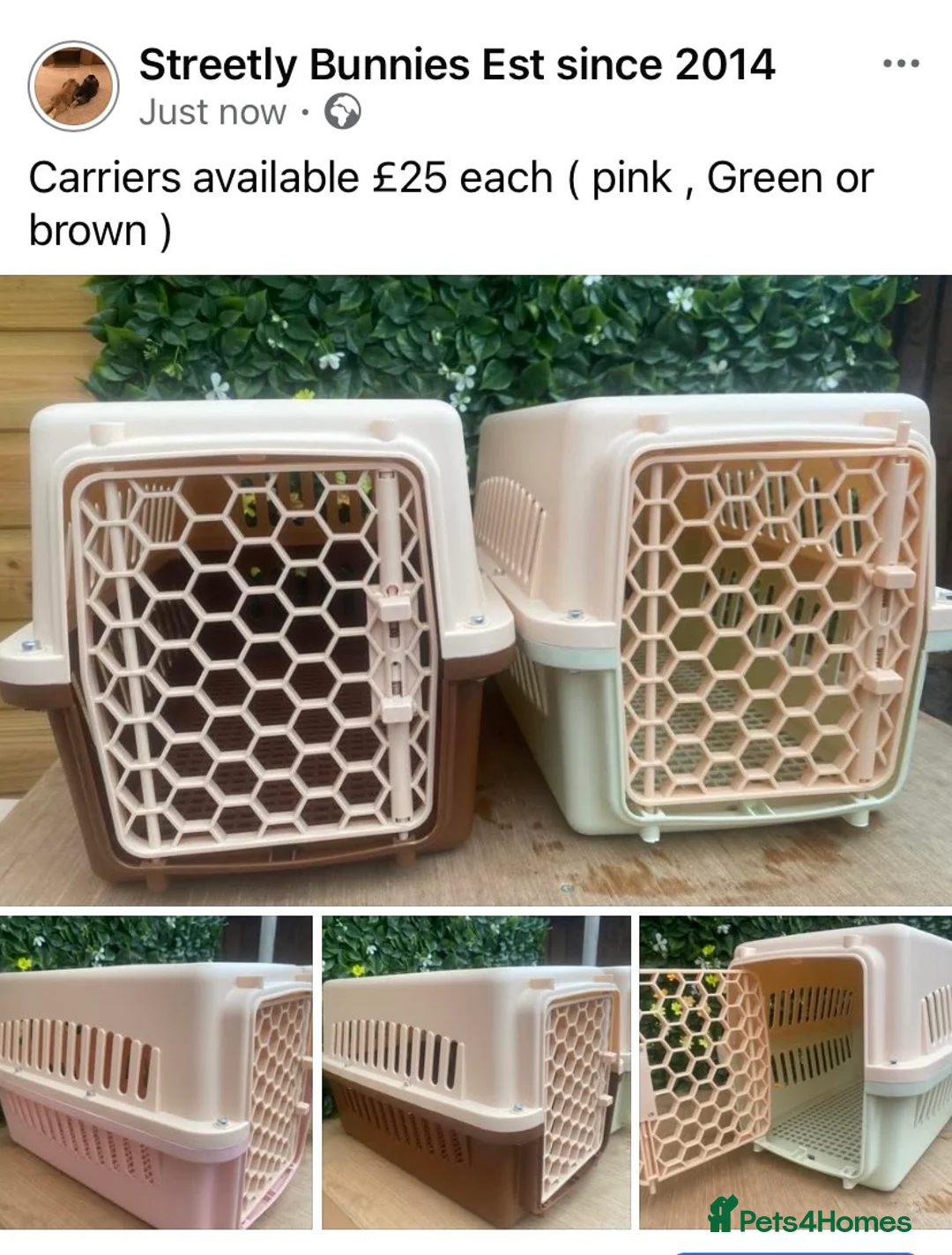 Mini Lop rabbits for sale: Mini lops  ( Est since 2014 ) - Advert 7