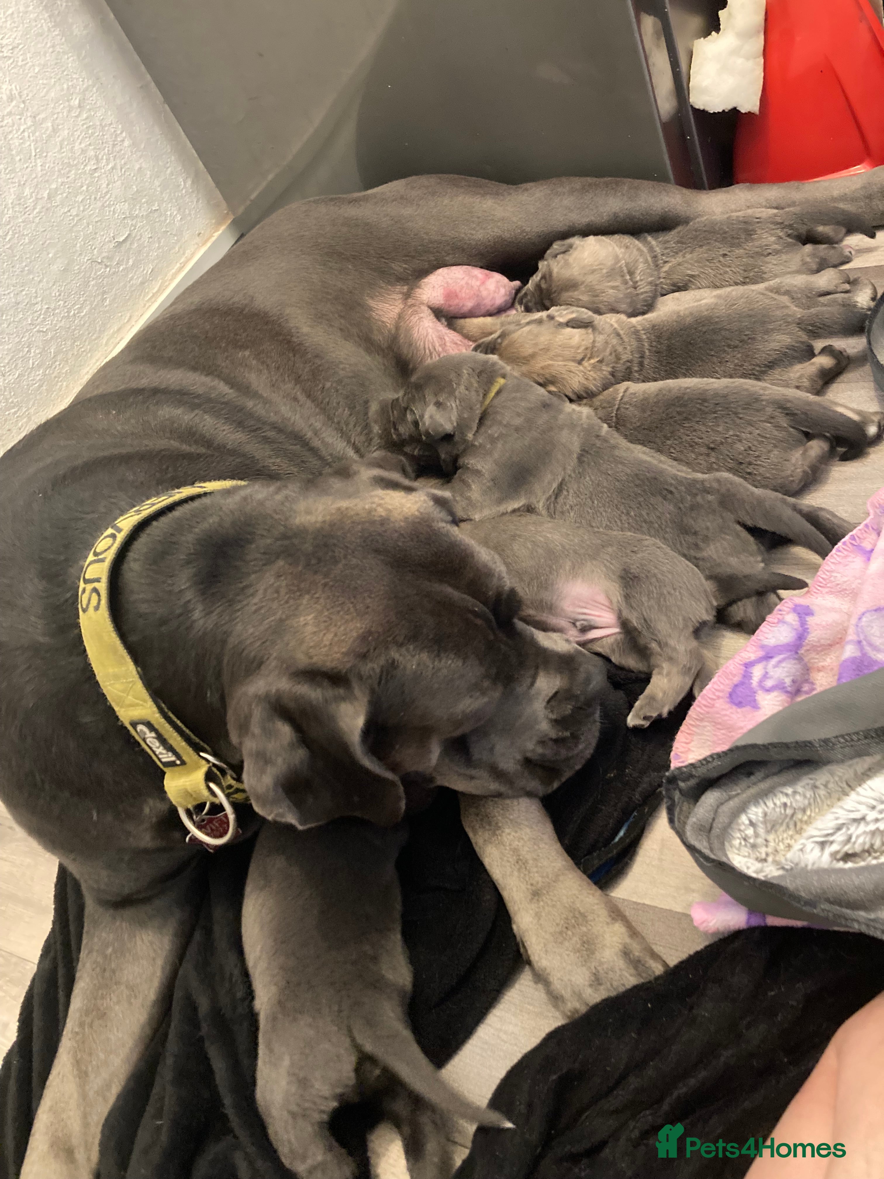 Cane Corso dogs Big furry floofballs - Advert 12