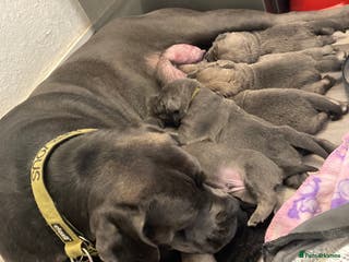 Cane Corso dogs Big furry floofballs - Advert 6