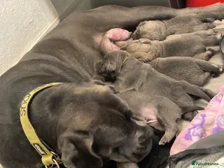 Cane Corso dogs Big furry floofballs - Advert 5