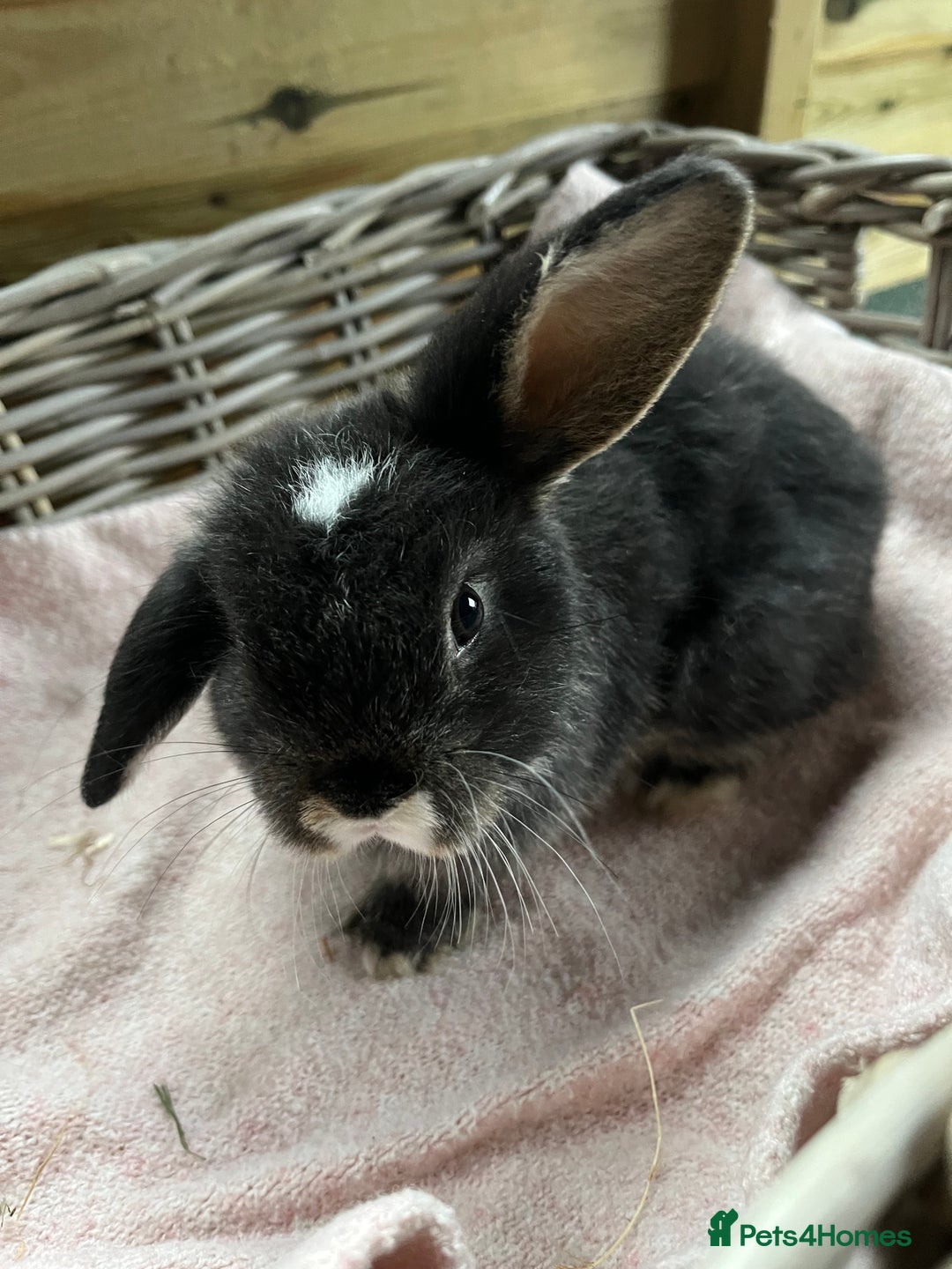 Mini Lop rabbits for sale: Gorgeous mini lops  - Advert 7