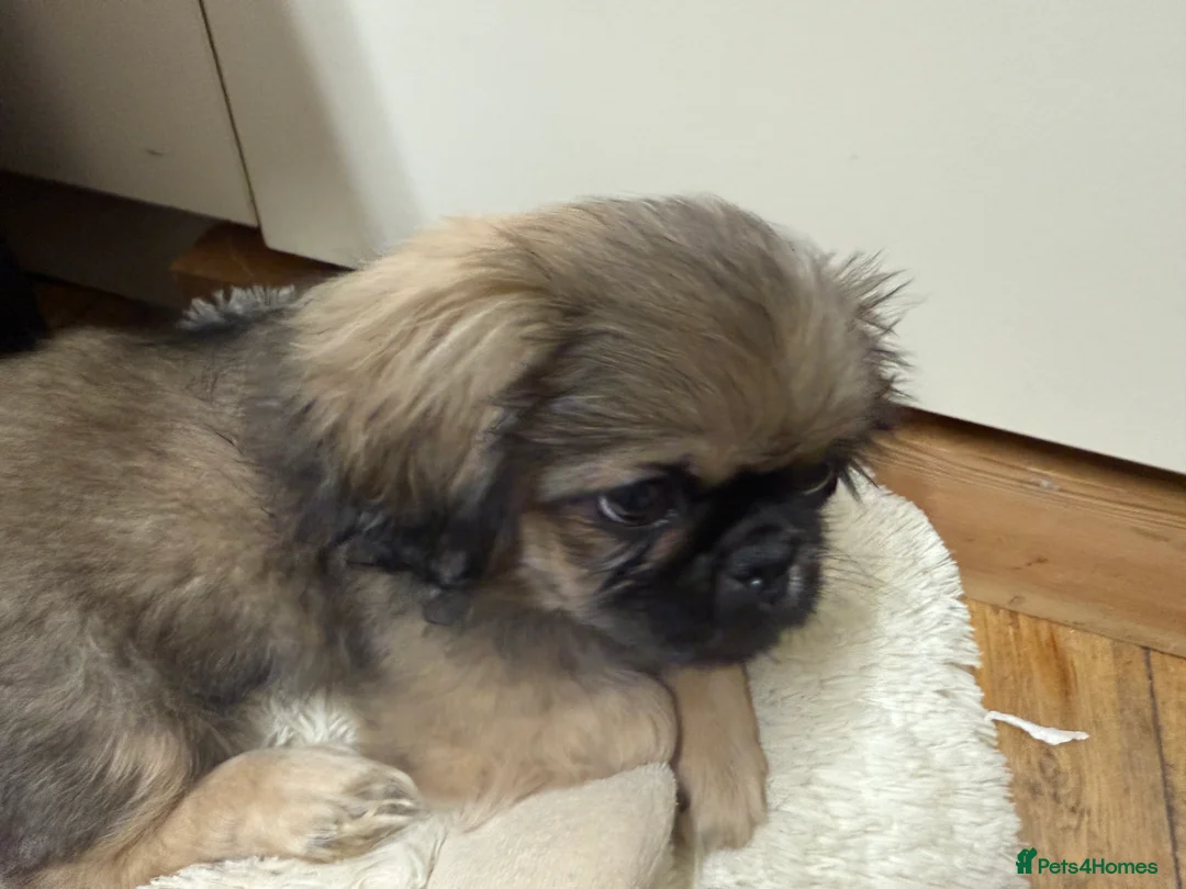 Pekingese dogs for sale: Pure pekingese black mask male puppies - Advert 6