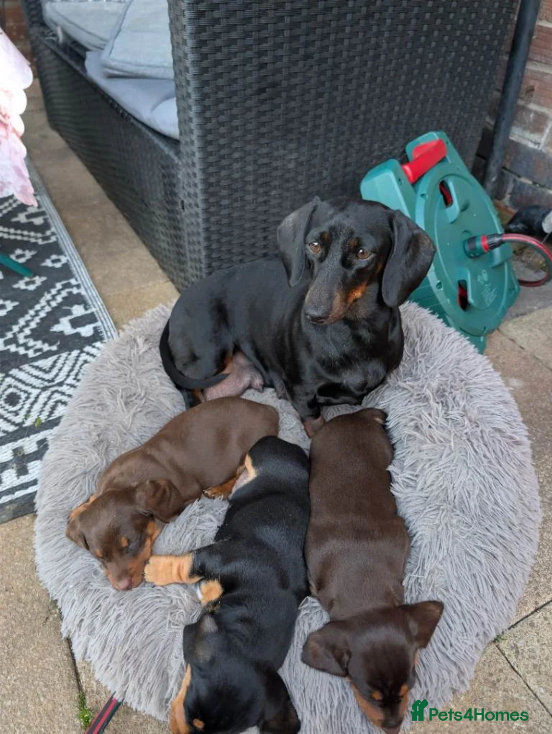 Miniature Dachshund dogs for sale: MINIATURE DACHSHUNDS PUPPIES FOR SALE in Nottingham - Advert 5