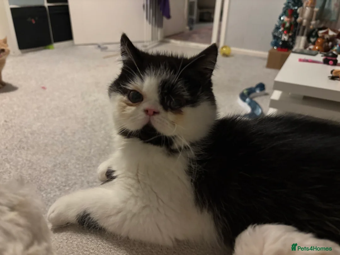 Persian cats for sale: 1yr old Persian boy looking for his furever home! - Advert 6