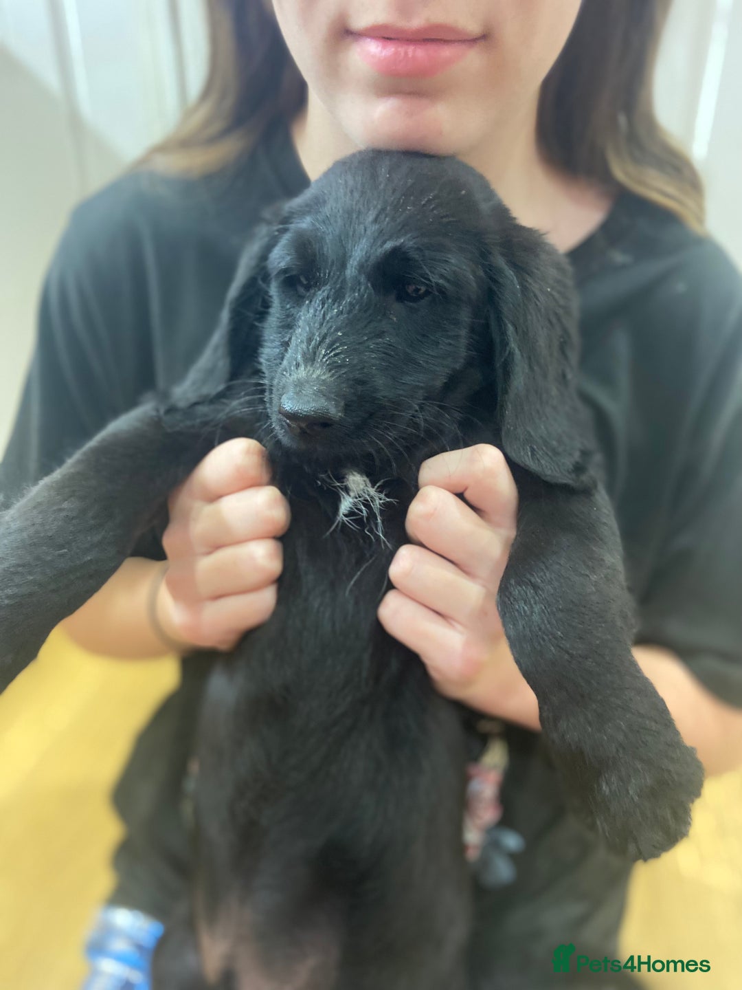 Aussiedoodle dogs for sale: Last Boy AussieDoodle Fully Vaccinated/Vet checked - Image 32