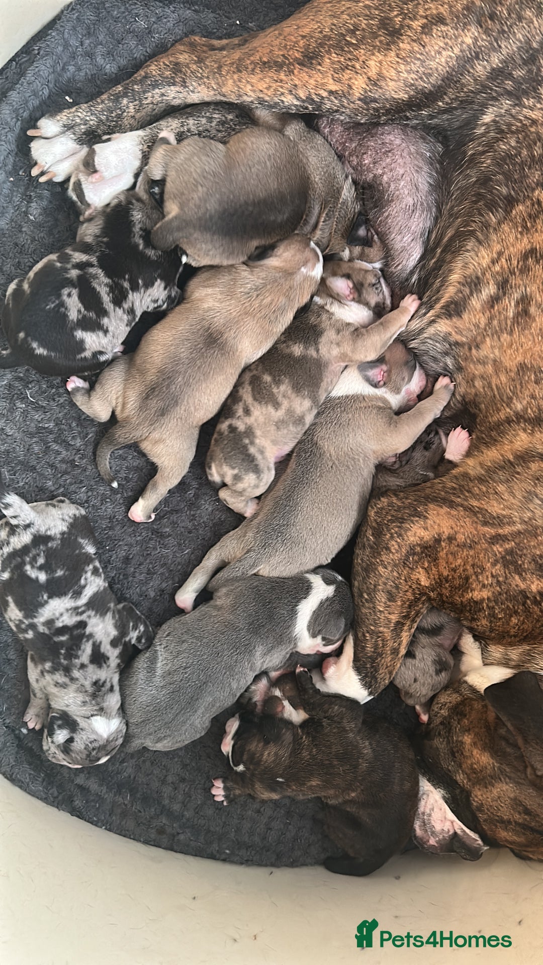 Old Tyme Bulldog dogs for sale: Beautiful old tyme bulldogs  - Image 1