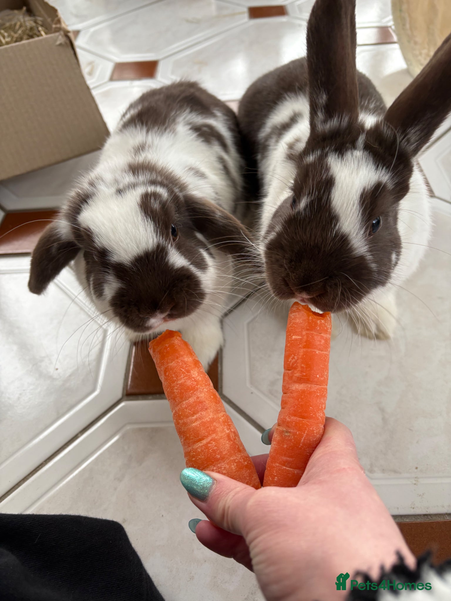 Mixed Breed rabbits 2 Female Rabbits - Advert 2