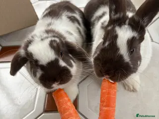 Mixed Breed rabbits 2 Female Rabbits - Advert 1