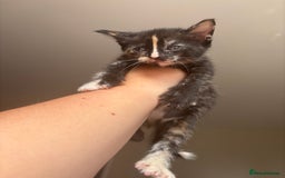 Maine Coon cats for sale: 1 girl left ready now! bengal/maine coon  - Image 11