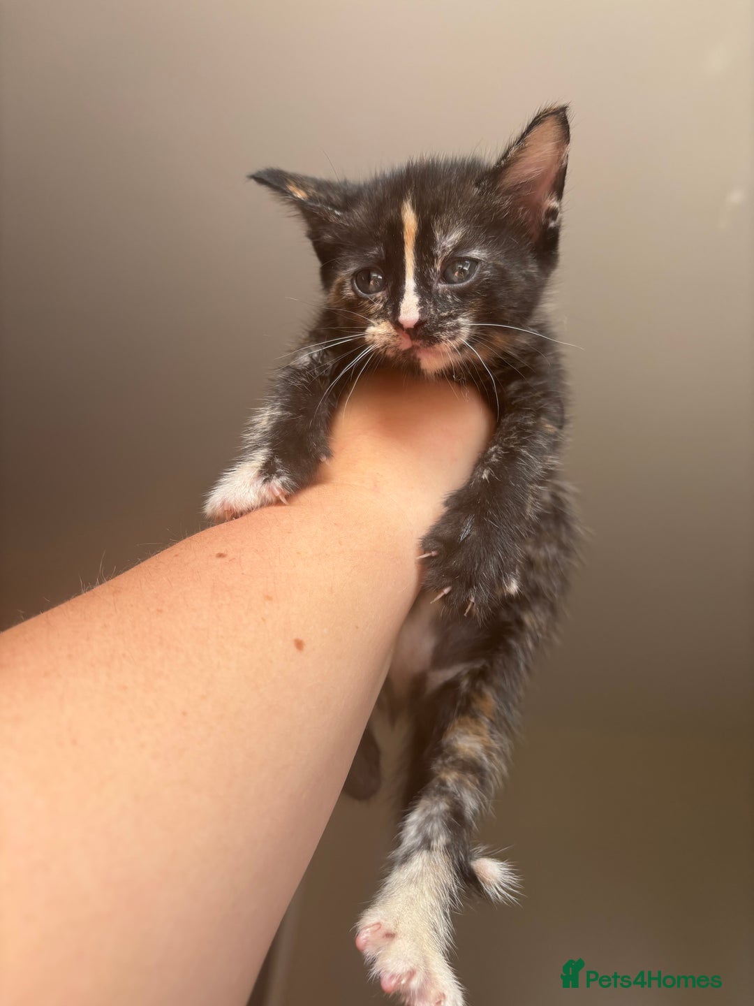 Maine Coon cats for sale: 1 girl left ready now! bengal/maine coon  - Image 11