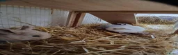 Mini Lop rabbits for sale: Beautiful MiniLop Bunnies - Advert 7