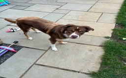 Borador dogs for sale: Labrador collie for sale  - Image 4