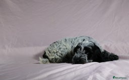 Cockapoo dogs for sale: Ready now beautiful litter F1B cockapoo puppies  in Leicester - Image 25