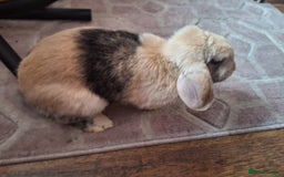 Mixed Breed rabbits for sale: Rabbit - Image 2