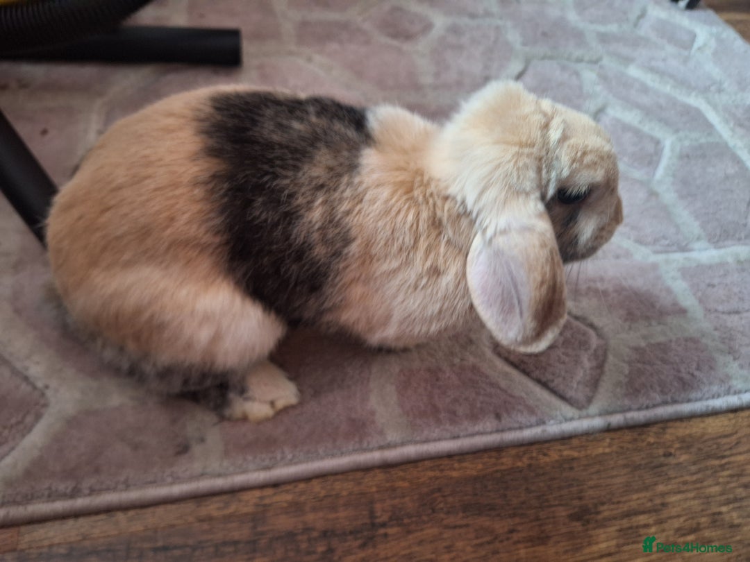 Mixed Breed rabbits for sale: Rabbit - Image 2