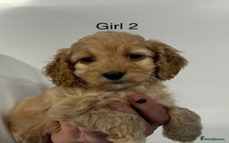 Cockapoo dogs for sale: Stunning Cockapoo Puppies - DNA tested parents - Image 8