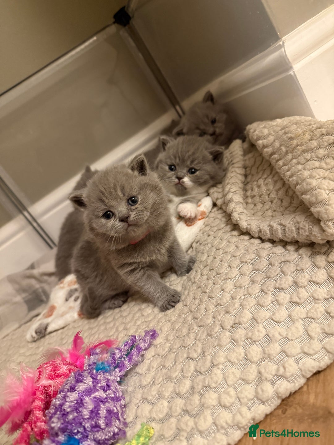 British Shorthair cats for sale: 5 chunky British shorthair kittens for sale  - Advert 3