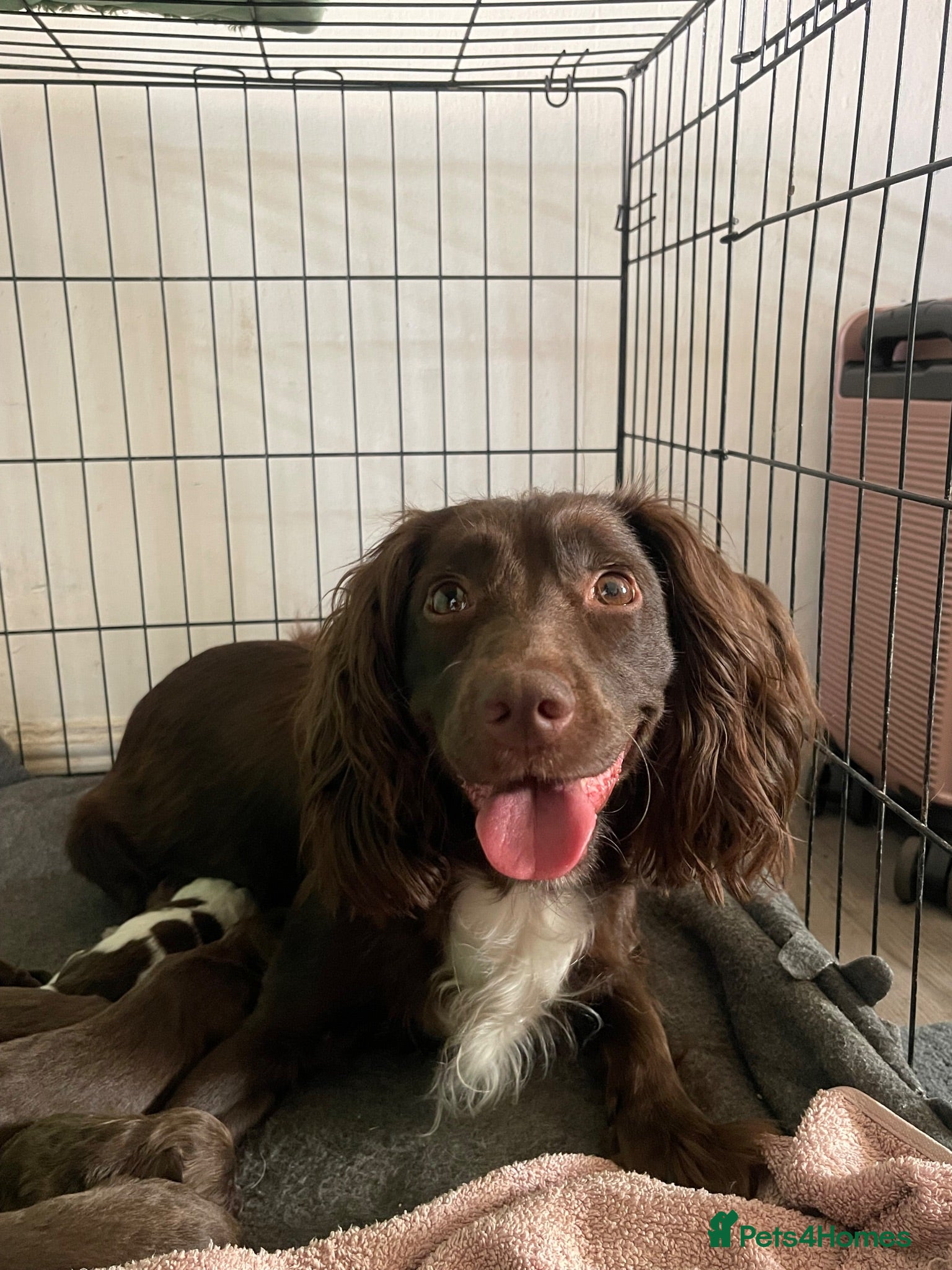 English Springer Spaniel dogs 6x Brown Springer Puppies  - Advert 9