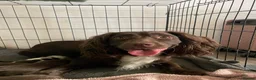 English Springer Spaniel dogs for sale: 6x Brown Springer Puppies  - Advert 1