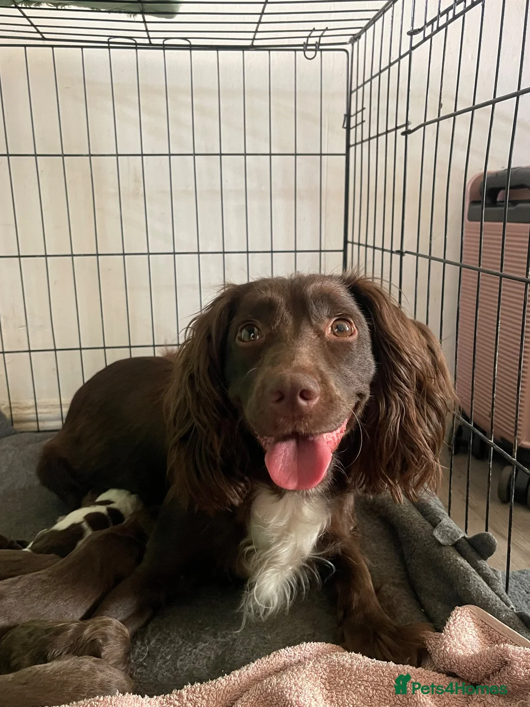 English Springer Spaniel dogs for sale: 6x Brown Springer Puppies  - Advert 1