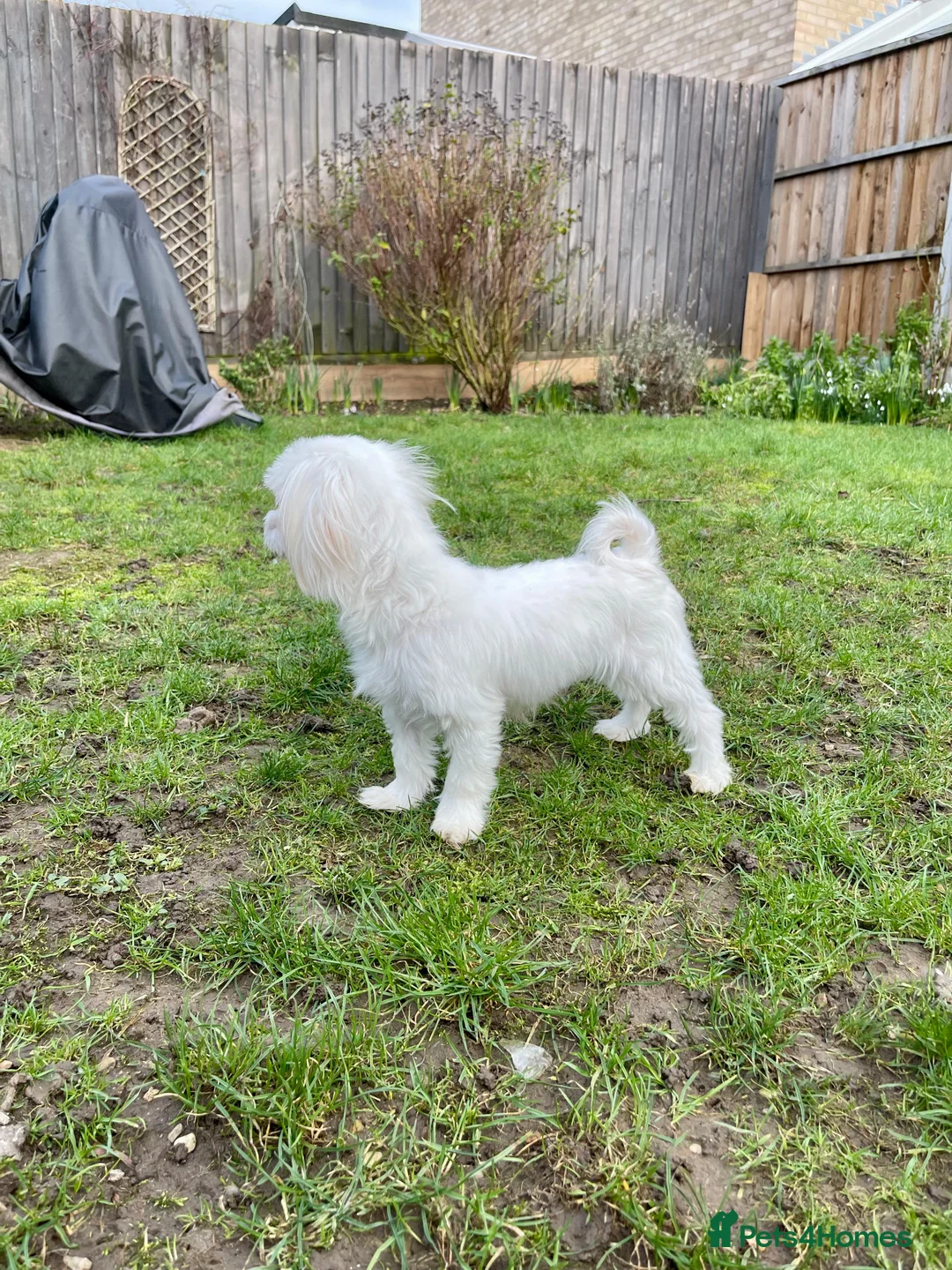 Maltese dogs for sale: Loving Home Wanted for Sweet Maltese Girl - Advert 8