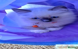 Ragdoll cats for sale: GCCF REG 6 fluffy kittens - Image 5