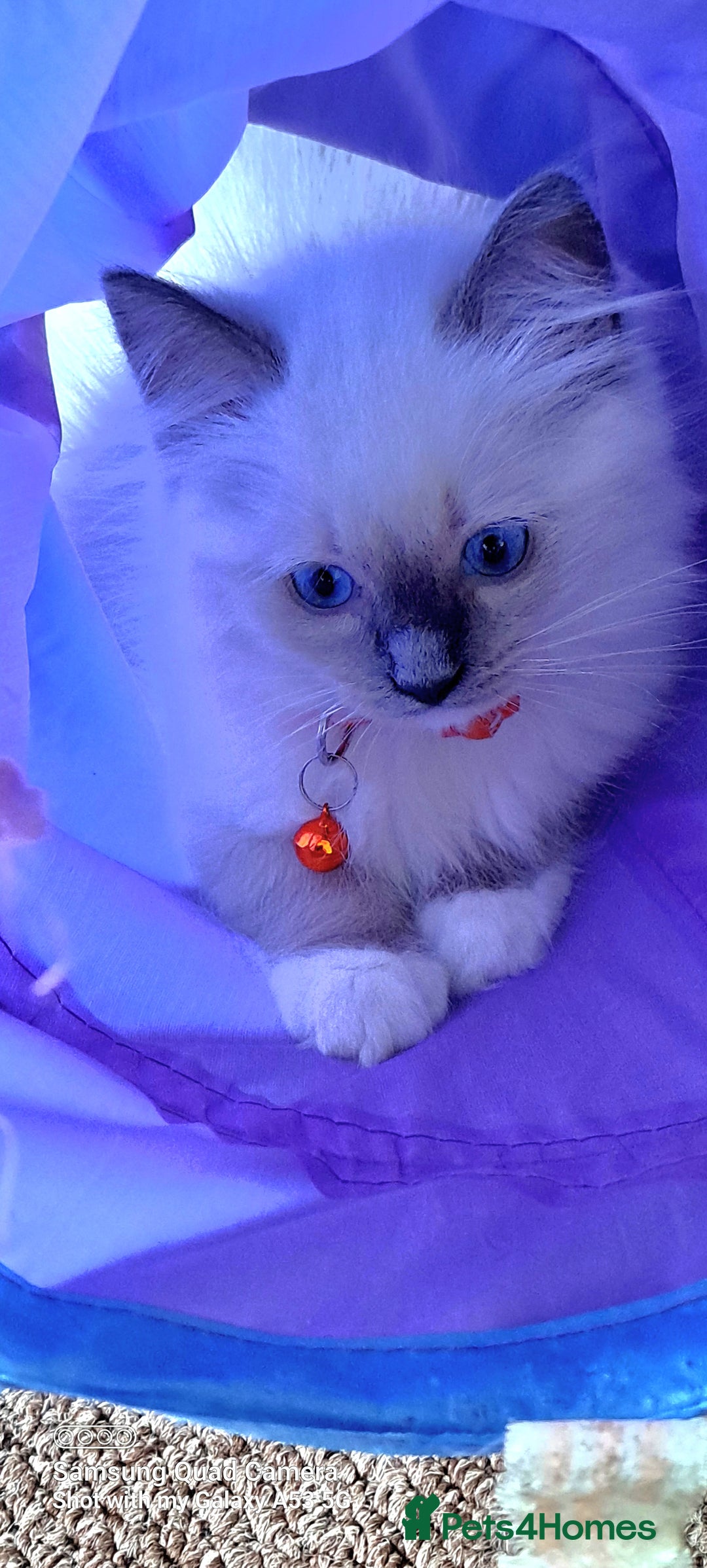 Ragdoll cats for sale: GCCF REG 6 fluffy kittens - Image 5