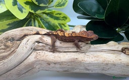 Gecko reptiles for sale: Crested Gecko Babies - Advert 4