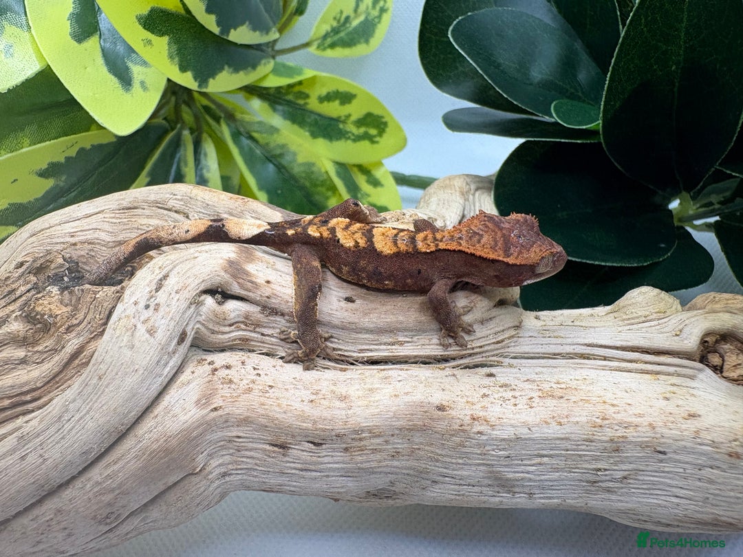 Gecko reptiles for sale: Crested Gecko Babies - Advert 4