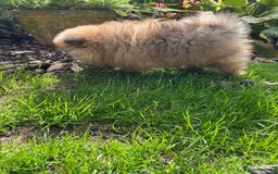 Pomchi dogs for sale: Adorable Pomchi Boy Available Now. - Image 3