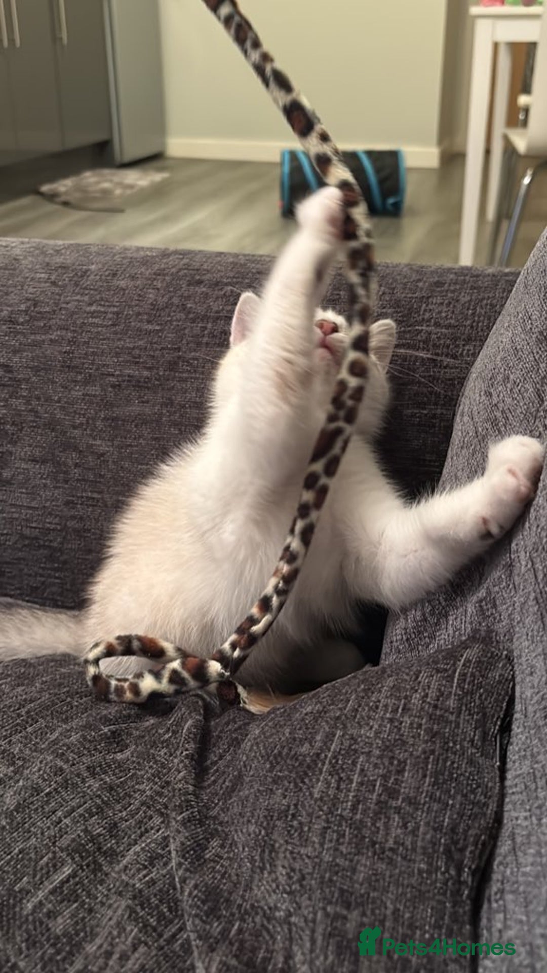 British Shorthair cats for sale: 3 months adorable boy for sale - Advert 3