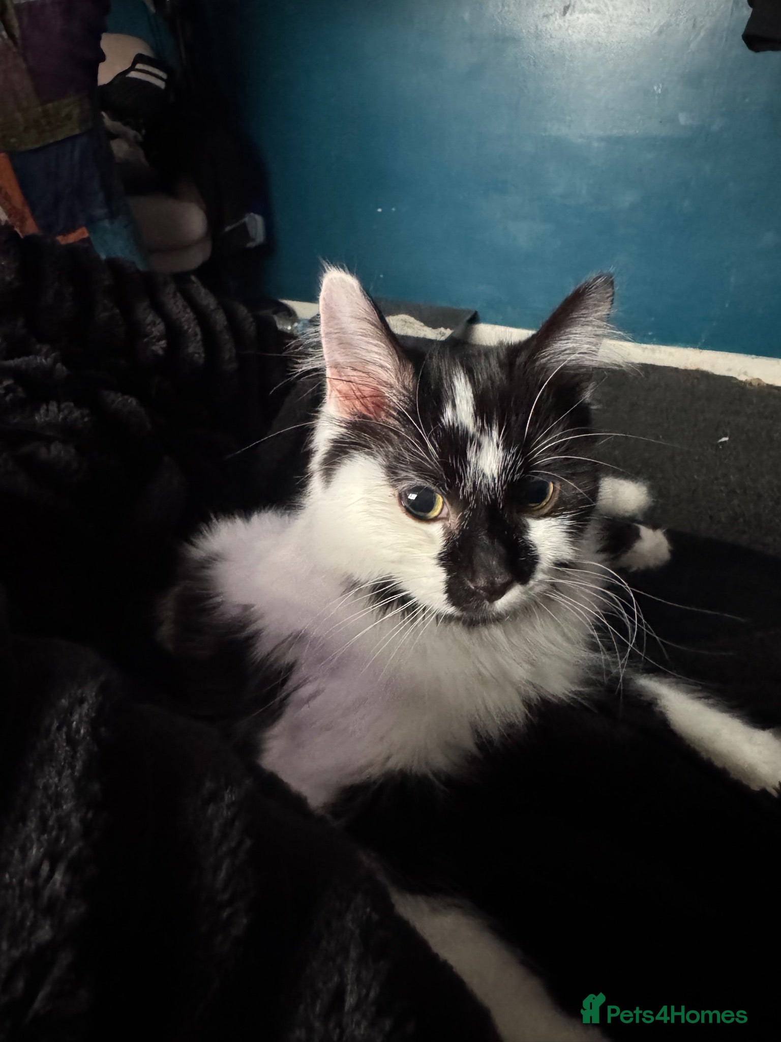 Maine Coon cats Half Maine coon kittens - Advert 3
