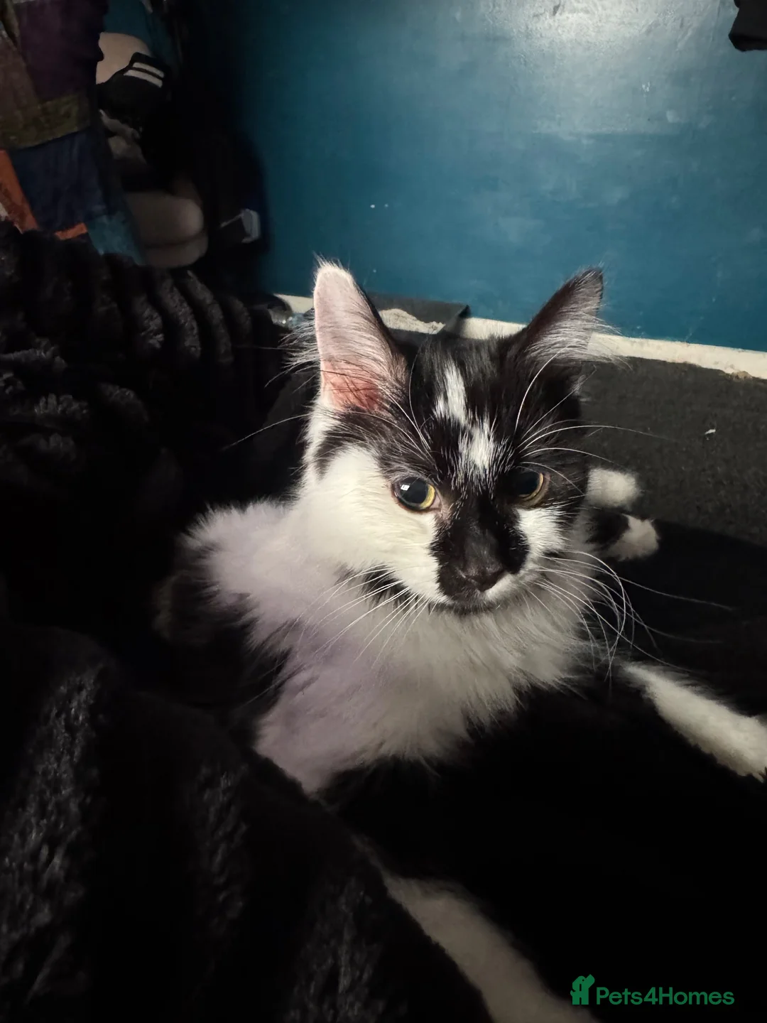 Maine Coon cats for sale: Half Maine coon kittens - Advert 1