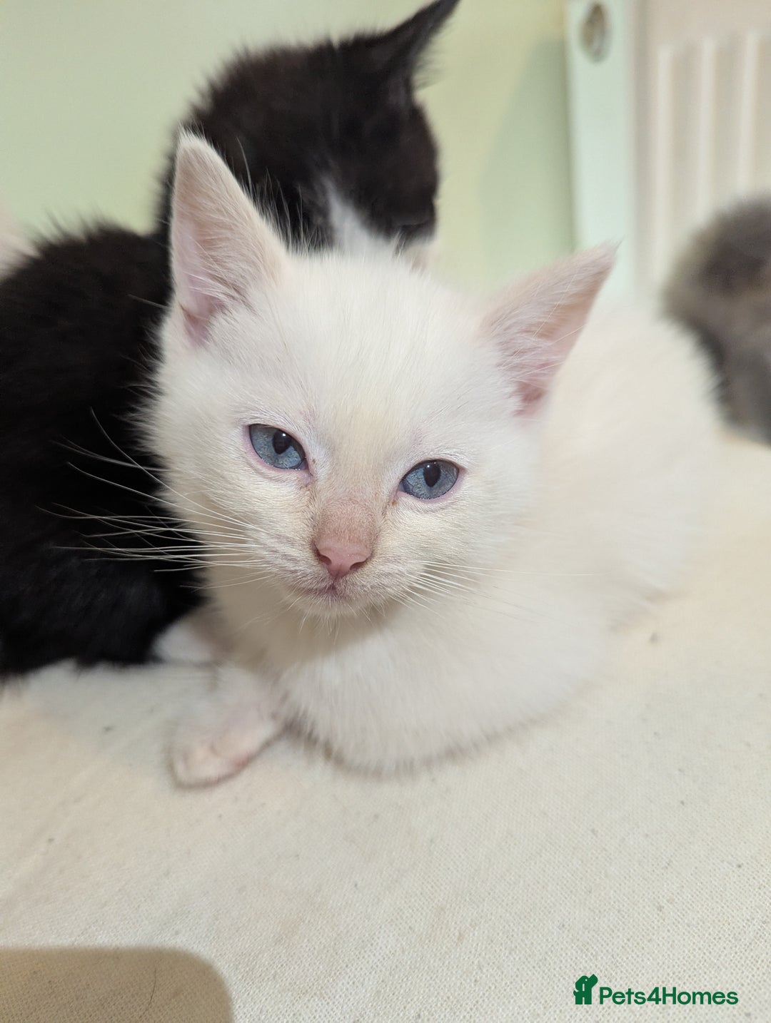 Siamese cats for sale: Flame point Siamese kitten male  - Advert 8