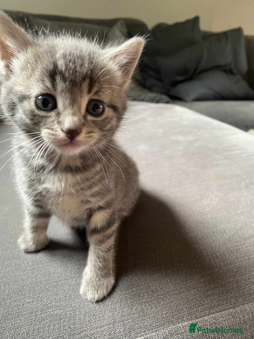 Mixed Breed cats for sale: Stunning kittens  - Image 14