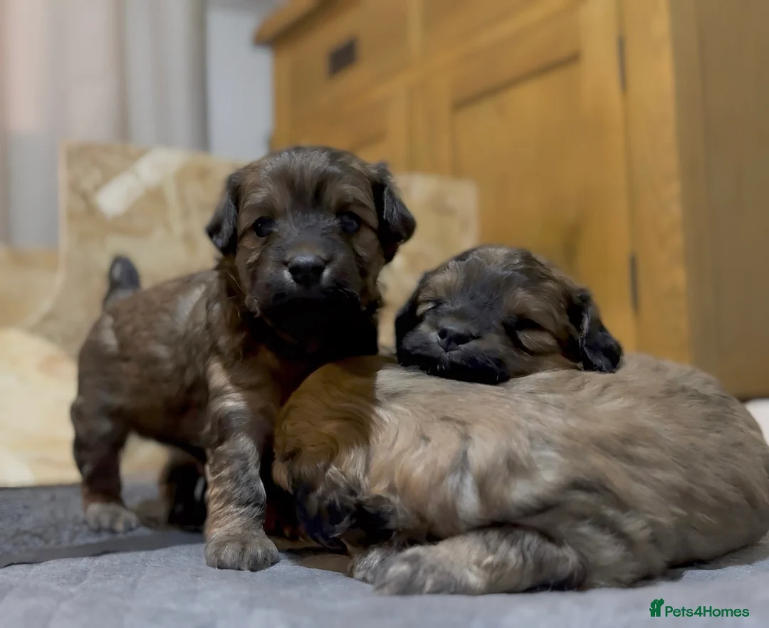 Maltipoo dogs for sale: Maltipoo puppy - Advert 17