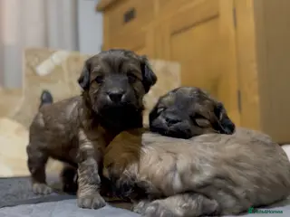 Maltipoo dogs Rare Maltipoo puppy’s - Advert 18