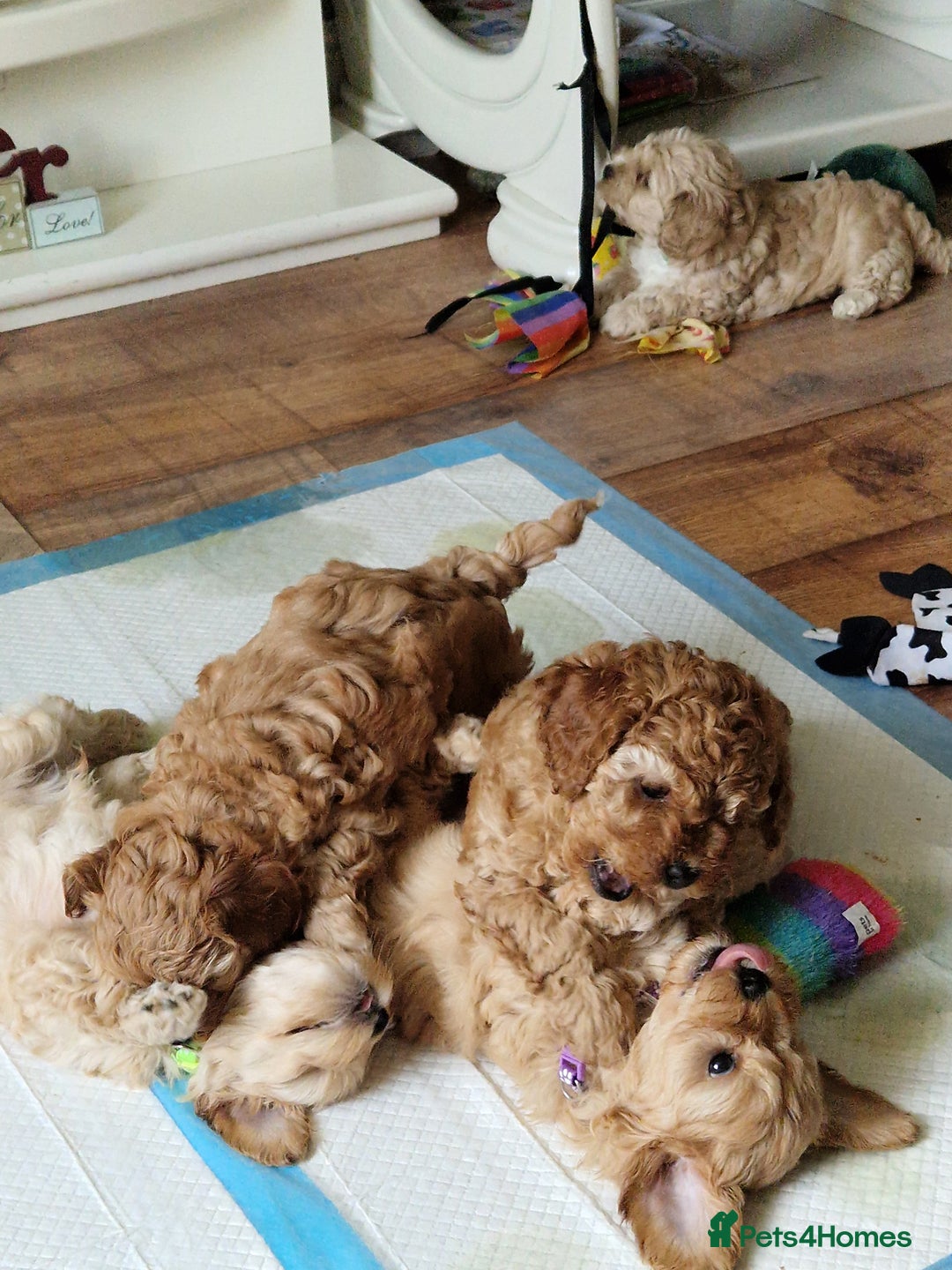 Cavapoo dogs for sale: 5* Beautiful cavapoo puppies 🐶 in Swansea - Image 22