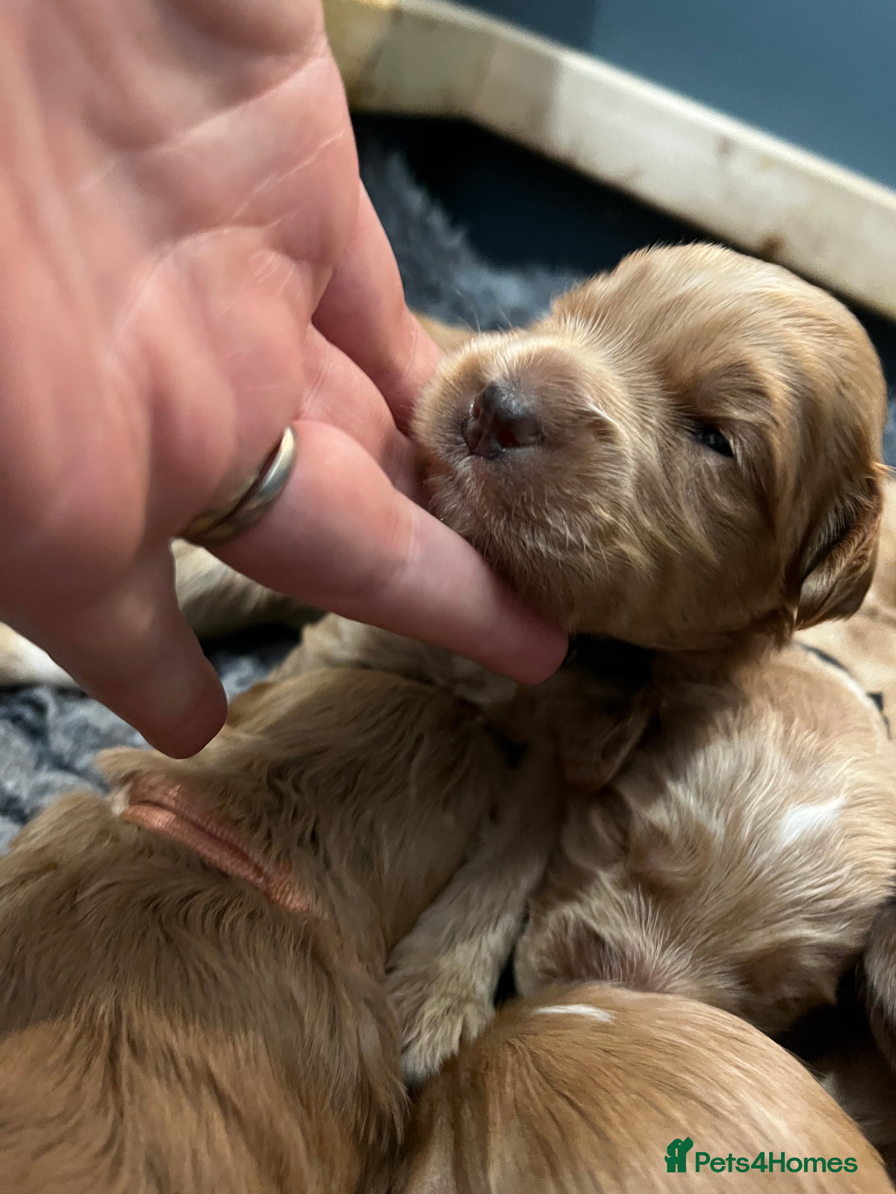 Australian Labradoodle dogs Quality Multigen Australian Labradoodle Puppies  - Advert 1
