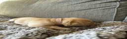 Labrador Retriever dogs for sale: Kc working Labradors  - Advert 21