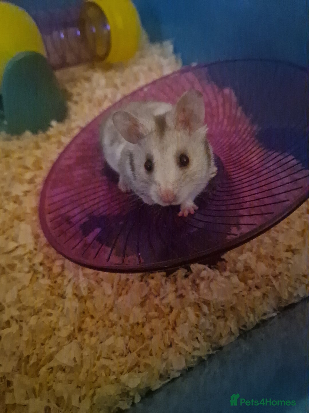 Hamster rodents for sale: Male hamster - Advert 3