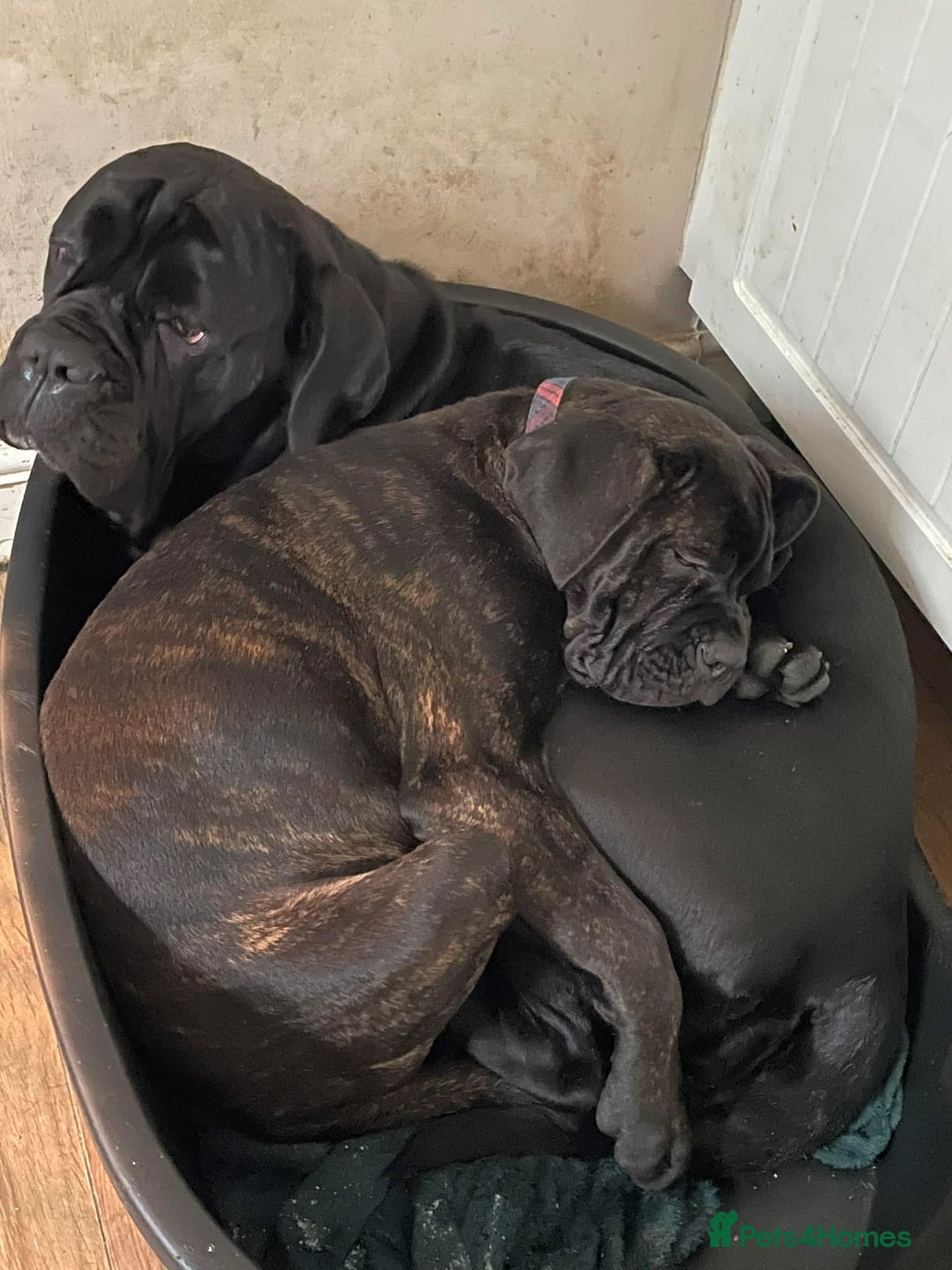 Mixed Breed dogs for sale: Coco beautiful girl - Image 1