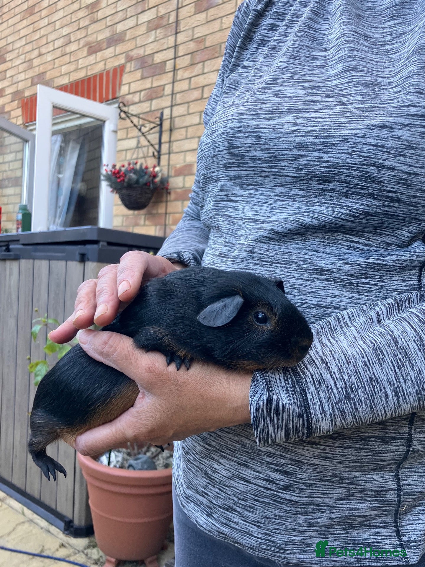 Guinea Pig rodents Pair baby pet Black Tan guinea pig boars / bonded  - Advert 1