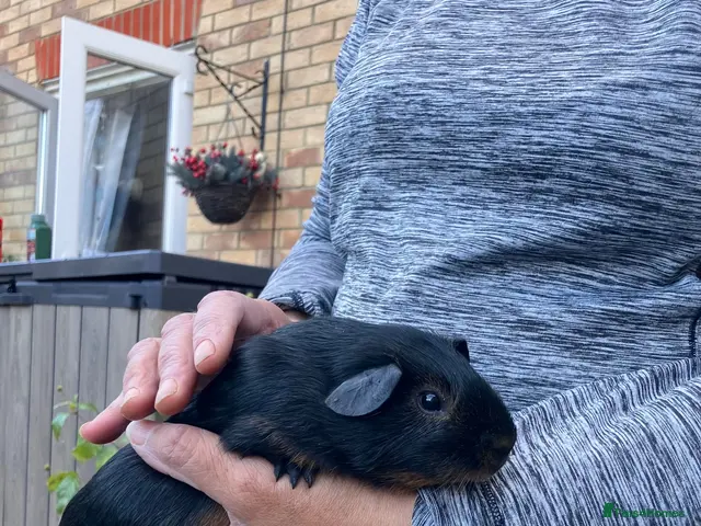 Guinea Pig rodents for sale: Pair baby pet Black Tan guinea pig boars / bonded - Advert 1