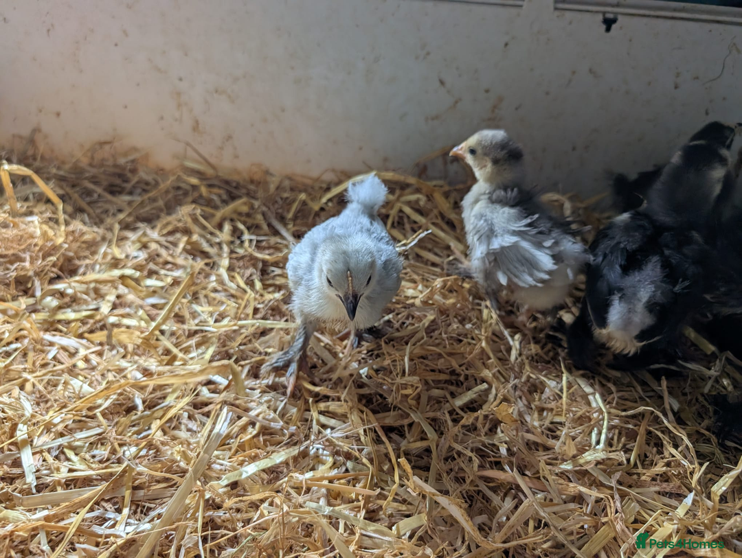 Chickens poultry for sale: Various unsexed chicks and Quails - Image 9