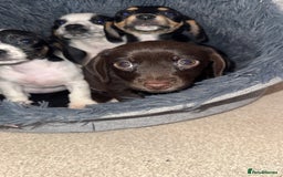Mixed Breed dogs for sale: Cocker jacks. 2 boys 2 girls! - Image 16