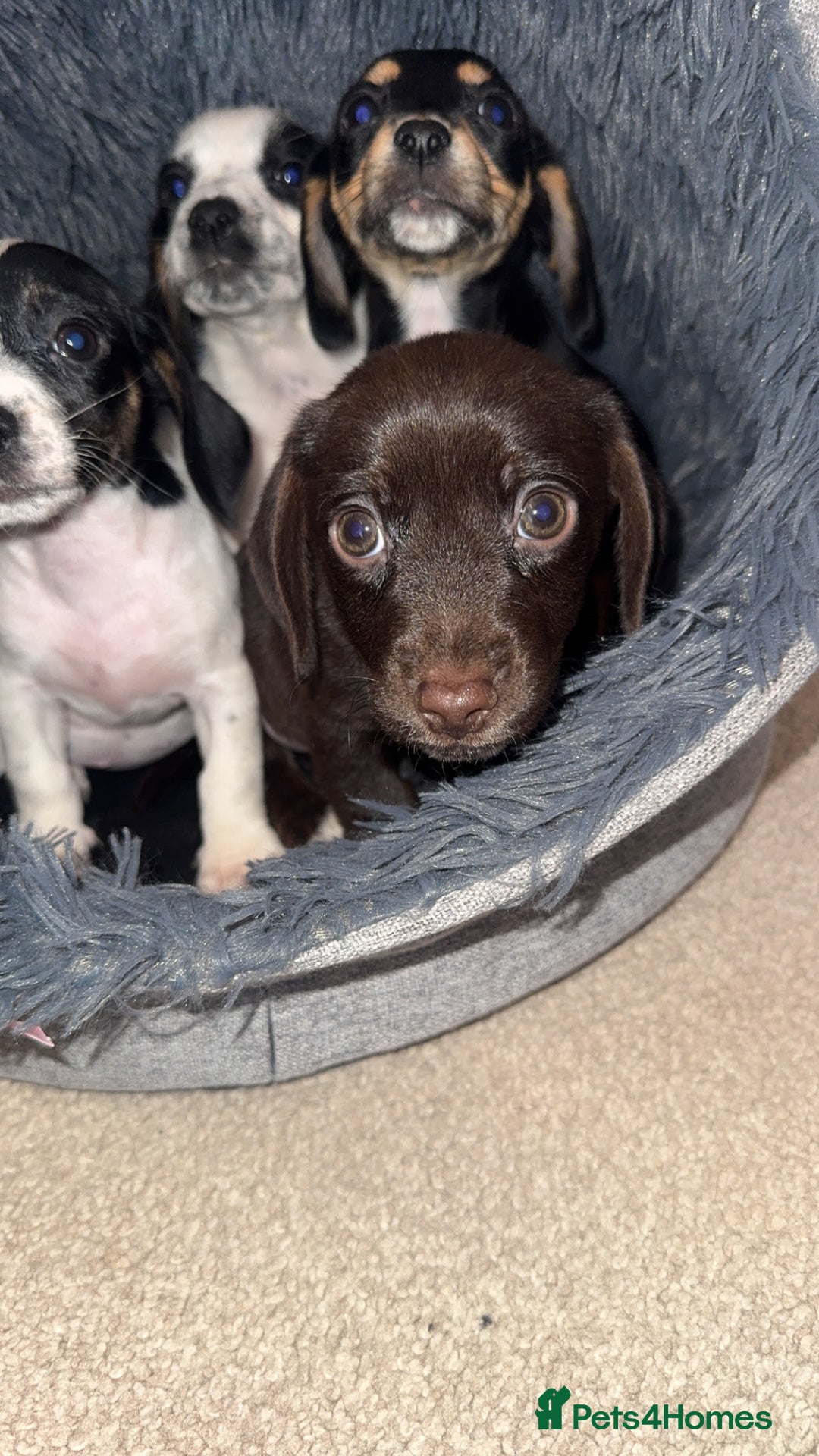 Mixed Breed dogs for sale: Cocker jacks. 2 boys 2 girls! - Image 16