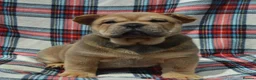 Chow Chow dogs for sale: beautiful smooth and rough coat chow babies - Advert 10