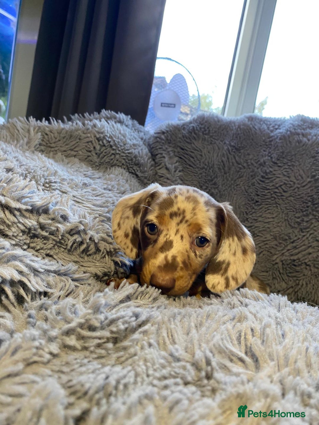 Miniature Dachshund dogs for sale: Stunning Miniature dachshund puppies  - Image 2