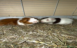 Guinea Pig rodents for sale: Two males  - Image 5